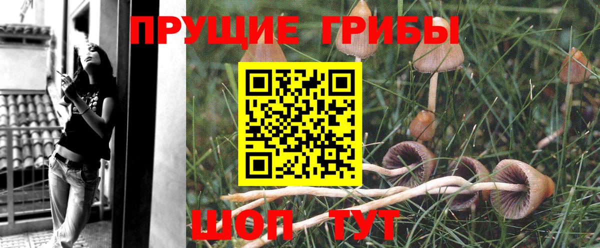 Псилоцибиновые грибы GOLDEN TEACHER Михайловка